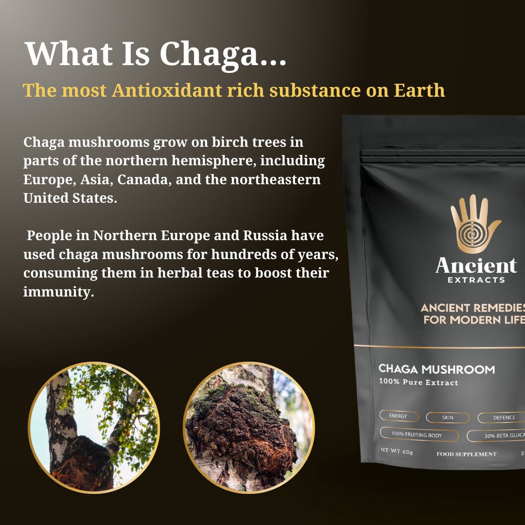 Chaga Immunité – Extrait Bêta - Glucane (60g) - The Goat